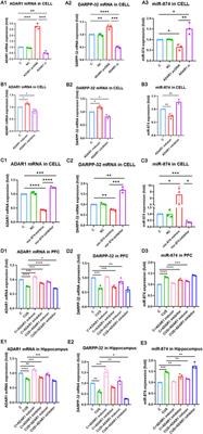 The involvement of ADAR1 in chronic unpredictable stress-induced cognitive impairment by targeting DARPP-32 with miR-874-3p in BALB/c mice